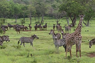 selious game reserve anational parks